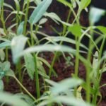 7 Tanaman Sayuran yang Menghasilkan Produksi Berkelanjutan Dari Satu Penanaman